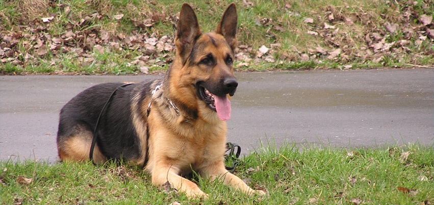 German Shepherd German Shepherd
